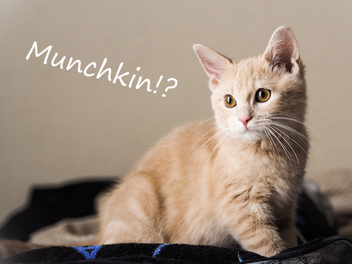 MarketoのMunchkinは猫のマンチカンにあらず