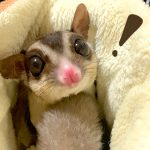 フクロモモンガ は意外と飼いやすい 株式会社ルシダス フクロモモンガ は意外と飼いやすい 株式会社ルシダス